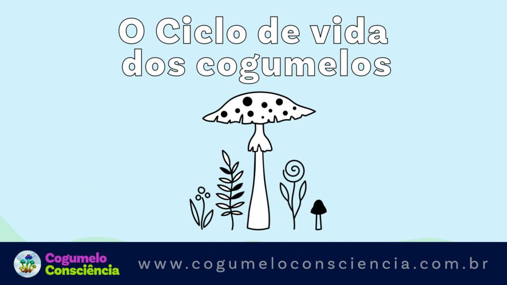 o ciclo de vida dos cogumelos