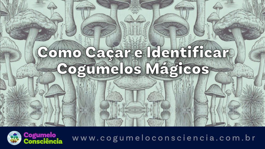 como caçar e identificar cogumelos mágicos