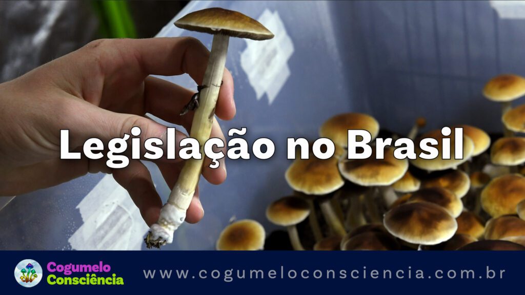 legislação no brasil para cogumelos mágicos