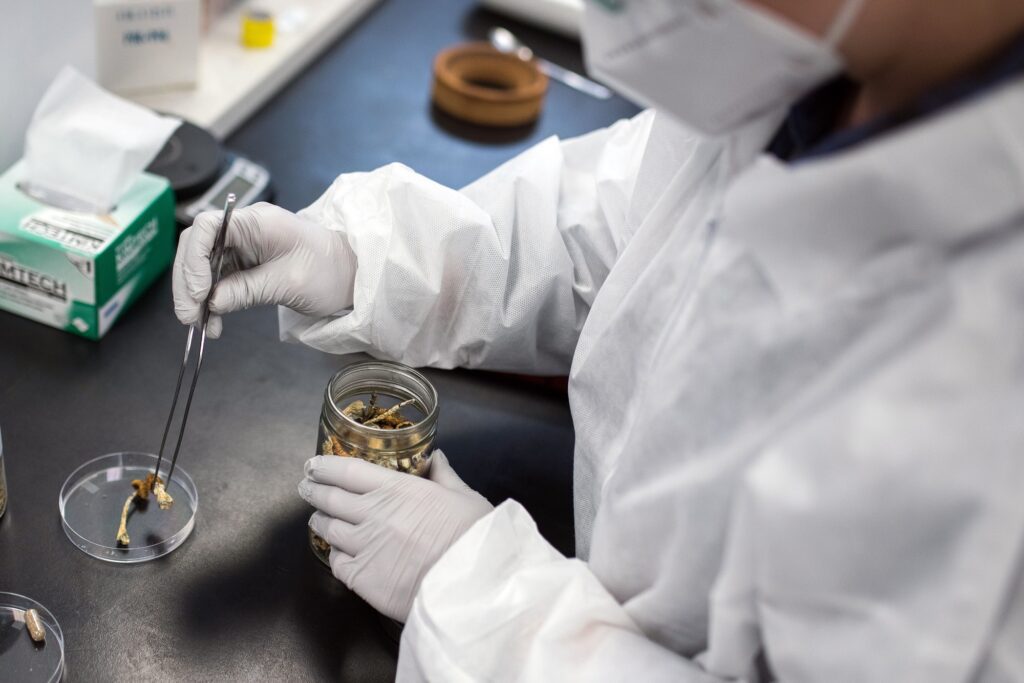potencial terapeutico dos cogumelos com psilocibina