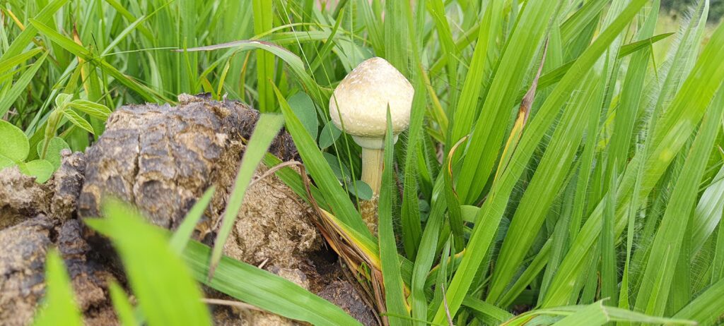 cogumelo cubensis no pasto