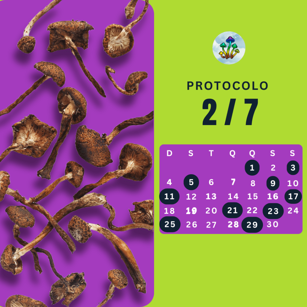 protocolo 2 dias da semana de microdosagem de cogumelos psilocibina