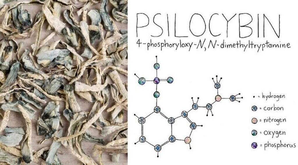 como age a psilocibina