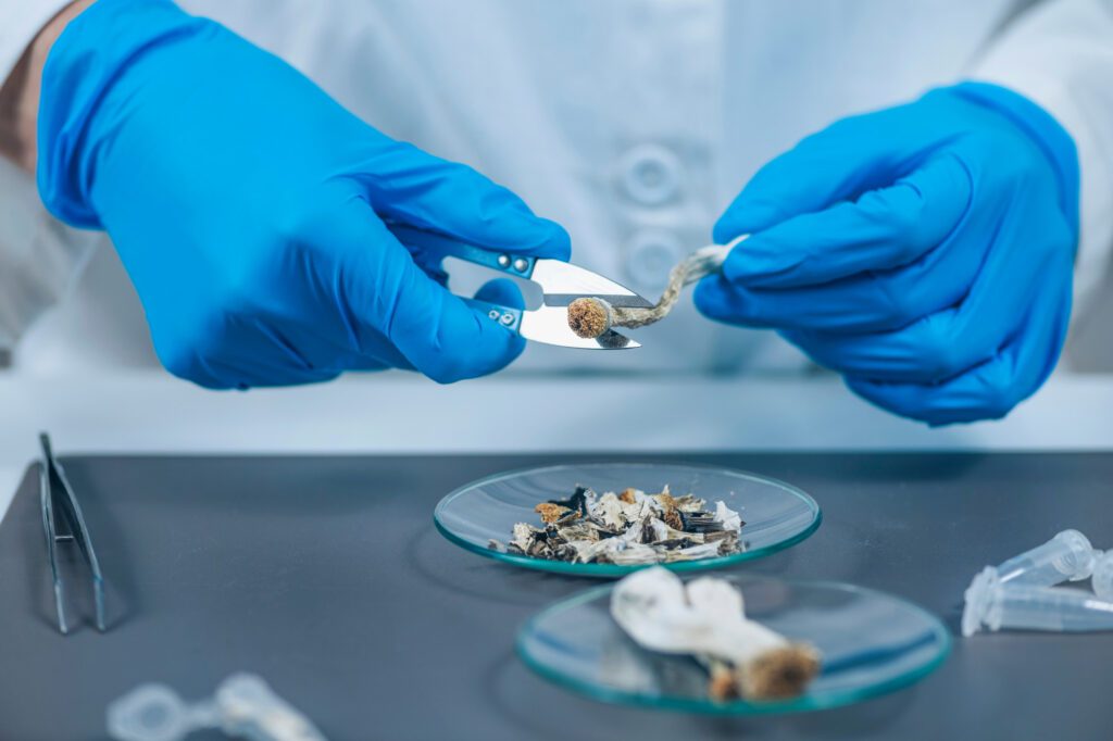 como conservar os cogumelos psilocibes por mais tempo