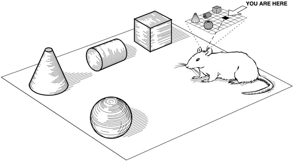 estudo em ratos de laboratório