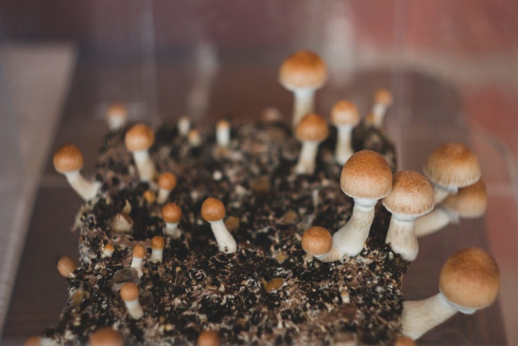 status legal dos cogumelos com psilocibina no brasil