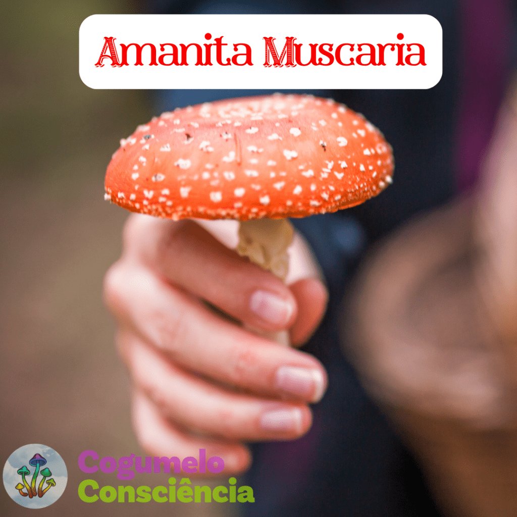 cogumelo amanita muscaria
