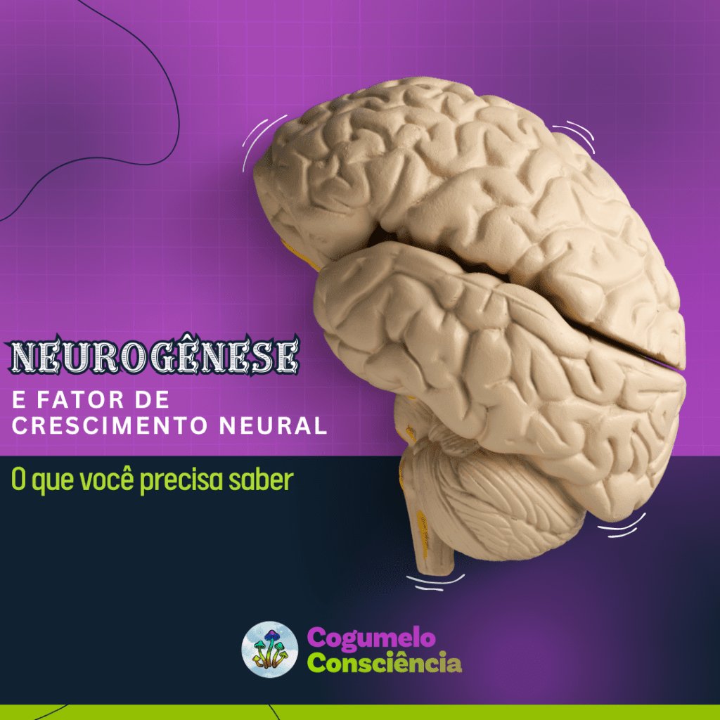neurogênese e fator de crescimento neural. o que você precisa saber